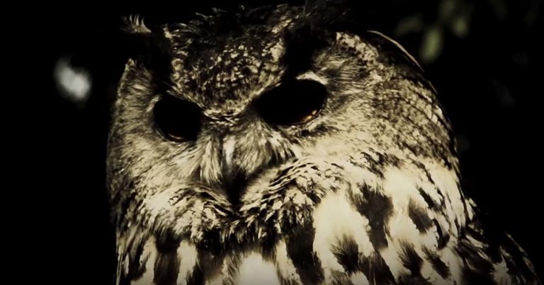 Sun Of The Sleepless y el vídeo de 'The Owl'